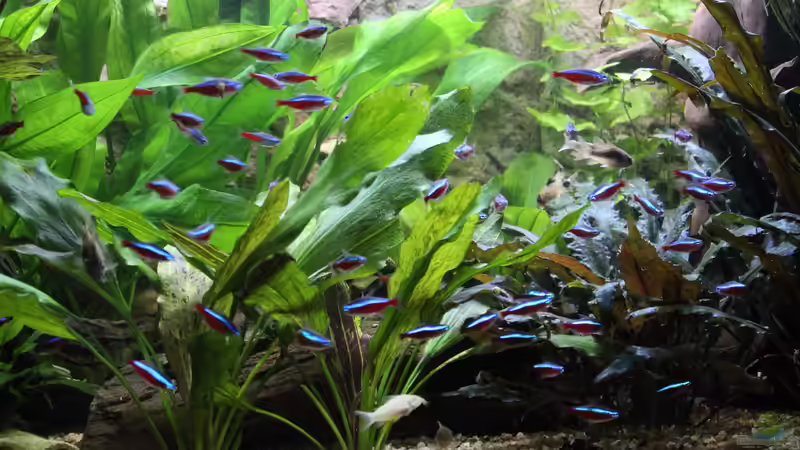 Aquarium Peruaner ( nur noch als Beispiel ) von Ottche (25)