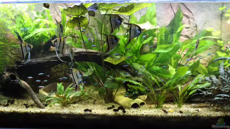 Aquarium Peruaner ( nur noch als Beispiel ) von Ottche (27)