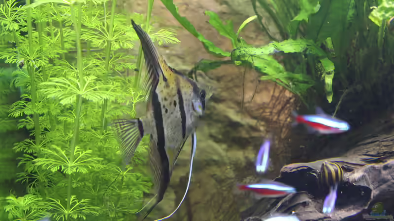 Aquarium Peruaner ( nur noch als Beispiel ) von Ottche (29)