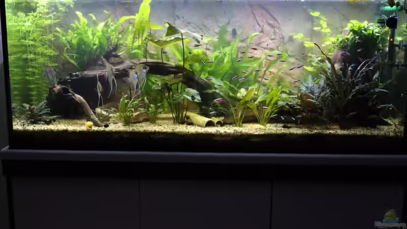 Aquarium Peruaner ( nur noch als Beispiel ) von Ottche (3)