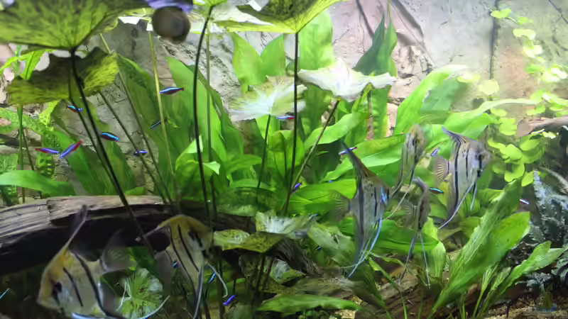 Aquarium Peruaner ( nur noch als Beispiel ) von Ottche (30)