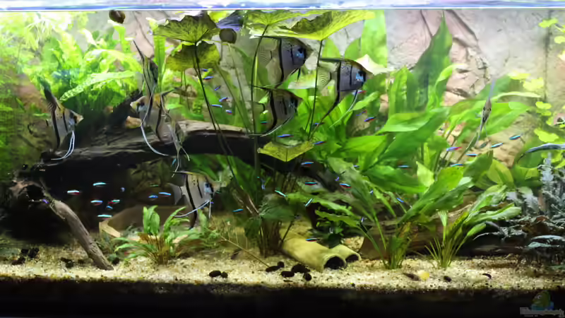 Aquarium Peruaner ( nur noch als Beispiel ) von Ottche (32)