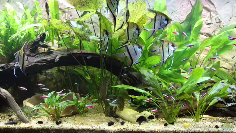 Aquarium Peruaner ( nur noch als Beispiel ) von Ottche (33)