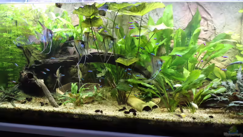 Aquarium Peruaner ( nur noch als Beispiel ) von Ottche (34)