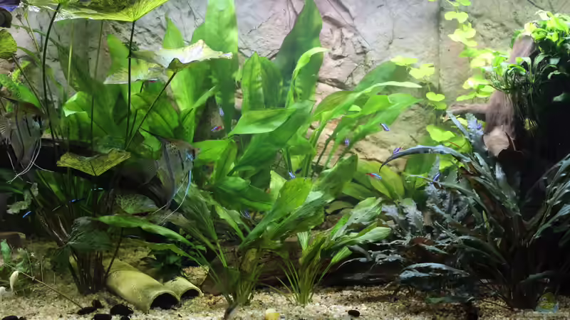 Aquarium Peruaner ( nur noch als Beispiel ) von Ottche (35)