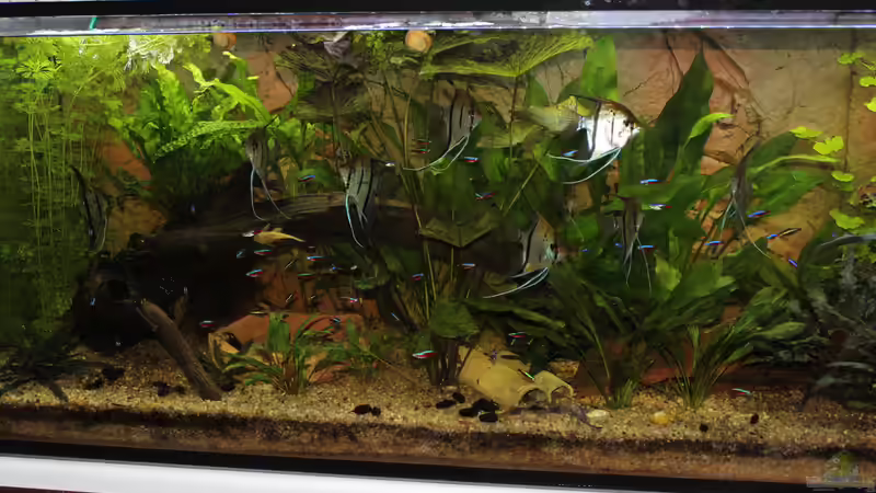 Aquarium Peruaner ( nur noch als Beispiel ) von Ottche (36)