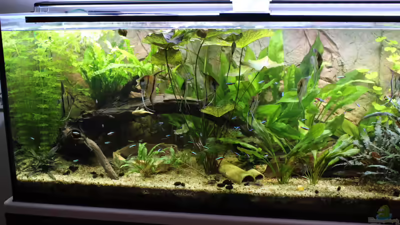 Aquarium Peruaner ( nur noch als Beispiel ) von Ottche (37)