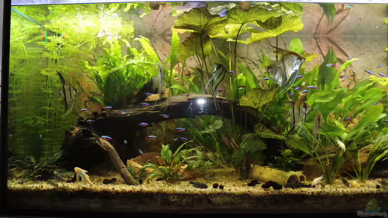 Aquarium Peruaner ( nur noch als Beispiel ) von Ottche (38)