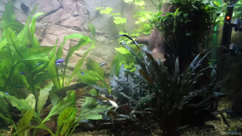 Aquarium Peruaner ( nur noch als Beispiel ) von Ottche (4)