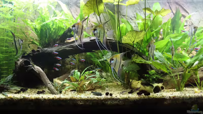 Aquarium Peruaner ( nur noch als Beispiel ) von Ottche (40)