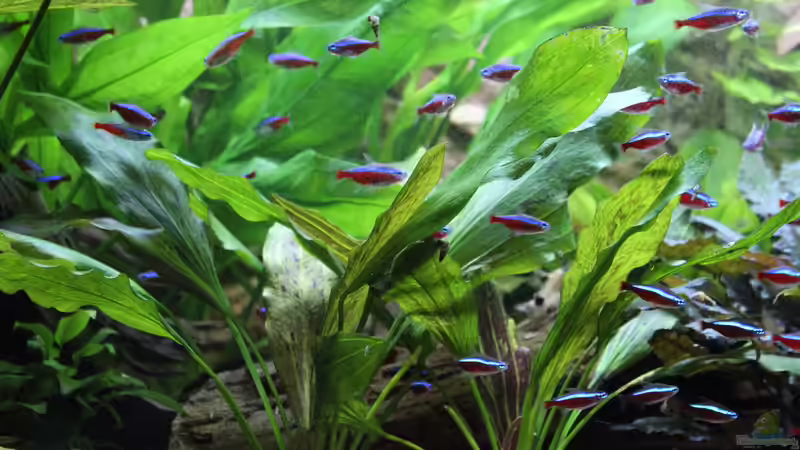 Aquarium Peruaner ( nur noch als Beispiel ) von Ottche (44)