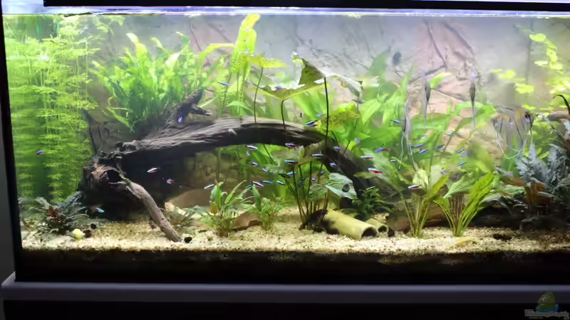 Aquarium Peruaner ( nur noch als Beispiel ) von Ottche (6)