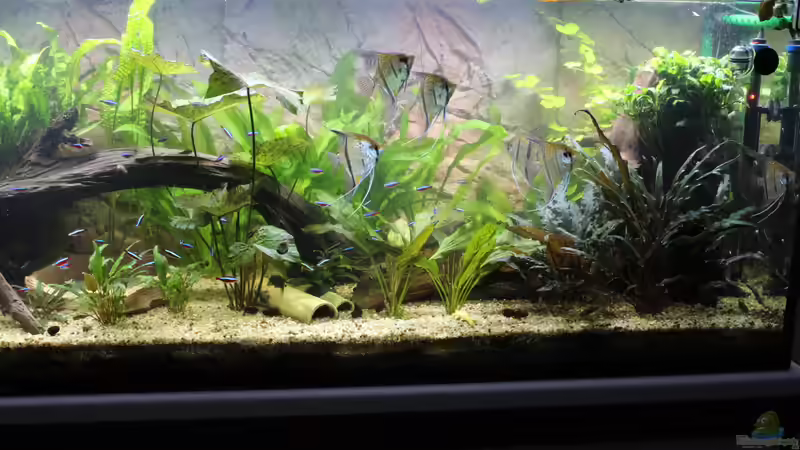 Aquarium Peruaner ( nur noch als Beispiel ) von Ottche (8)