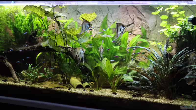 Aquarium Peruaner ( nur noch als Beispiel ) von Ottche (9)