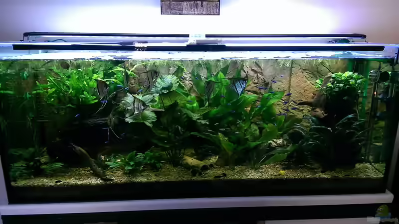 Aquarium Peruaner ( nur noch als Beispiel ) von Ottche (98)