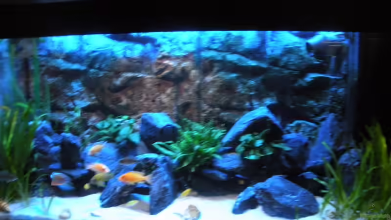 Aquarium Peter´s bunte Kiste von Peterfish (2)
