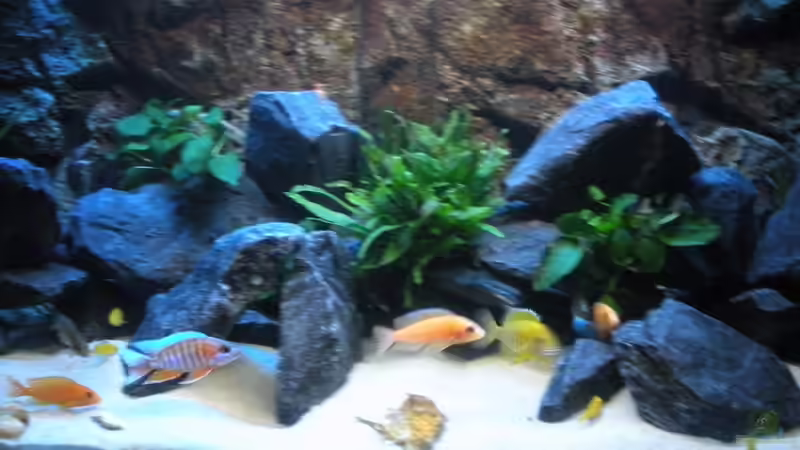 Aquarium Peter´s bunte Kiste von Peterfish (3)