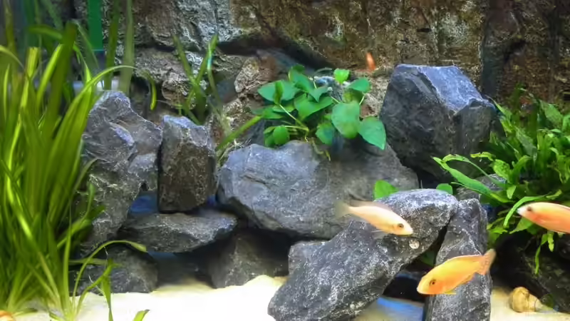 Aquarium Peter´s bunte Kiste von Peterfish (5)