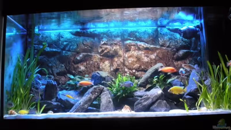 Aquarium Peter´s bunte Kiste von Peterfish (6)
