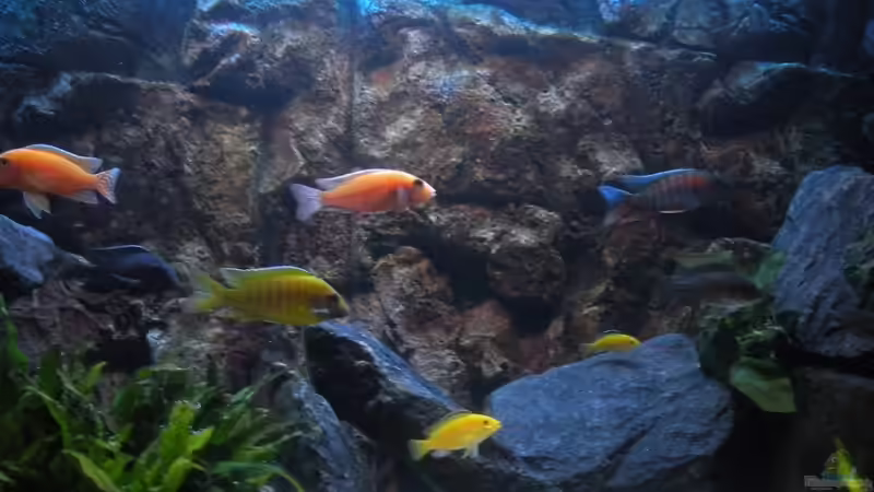 Aquarium Peter´s bunte Kiste von Peterfish (8)