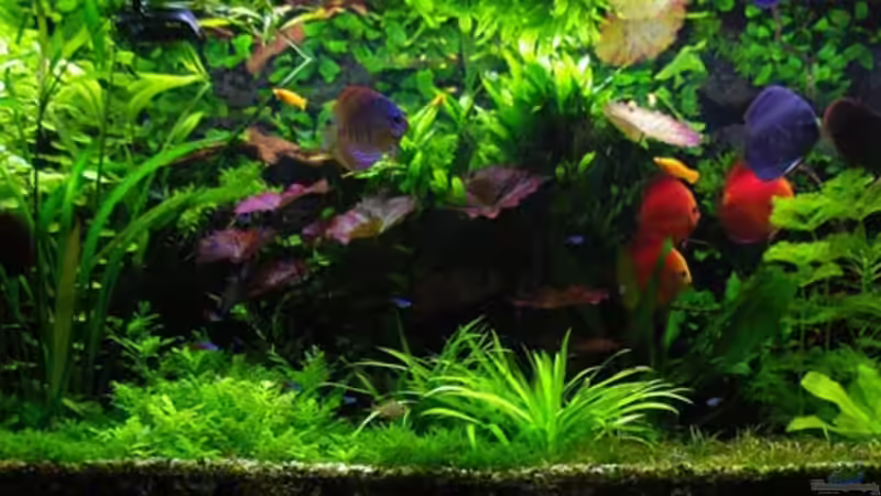 Aquarium Pflanzen Diskus von condor (2)