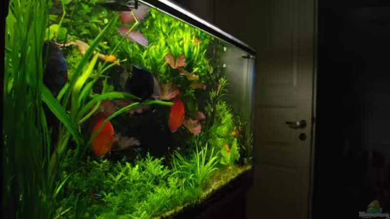 Aquarium Pflanzen Diskus von condor (4)
