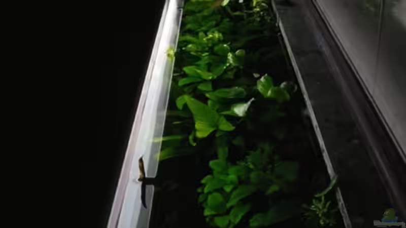 Aquarium Pflanzen Diskus von condor (5)