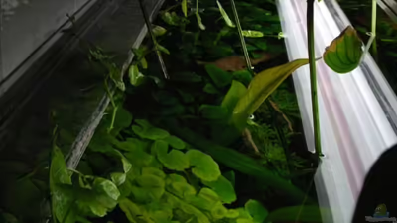 Aquarium Pflanzen Diskus von condor (6)