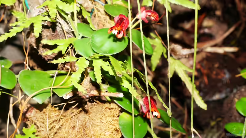 Aquarium Pflanzen-Terrarium von Goldfisch (2)