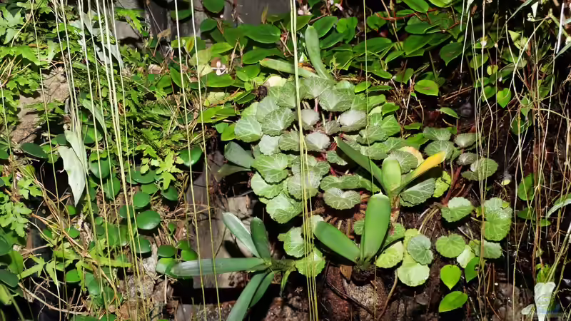 Aquarium Pflanzen-Terrarium von Goldfisch (3)