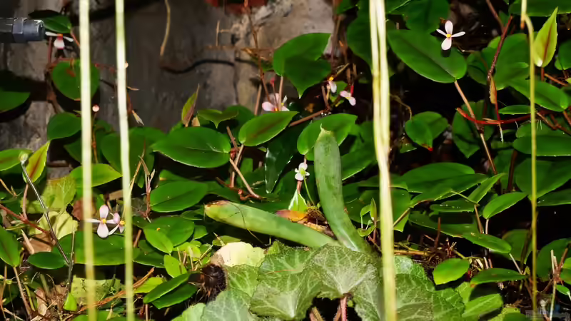 Aquarium Pflanzen-Terrarium von Goldfisch (4)