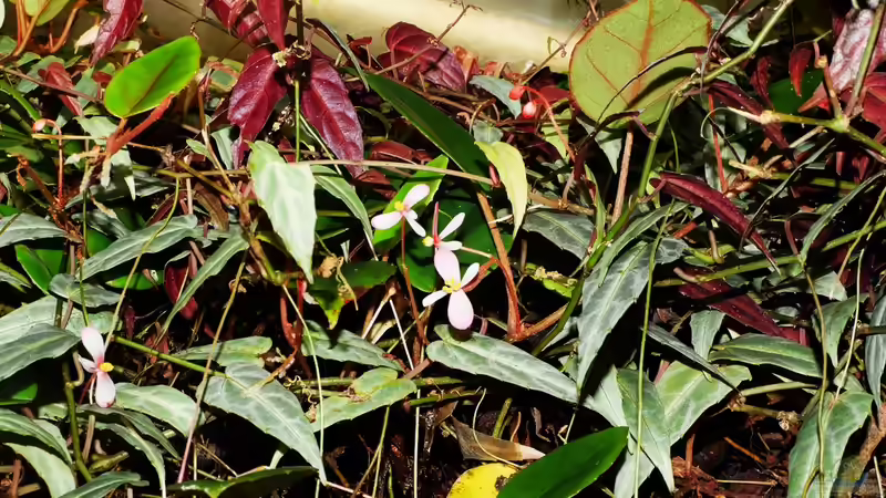 Aquarium Pflanzen-Terrarium von Goldfisch (5)