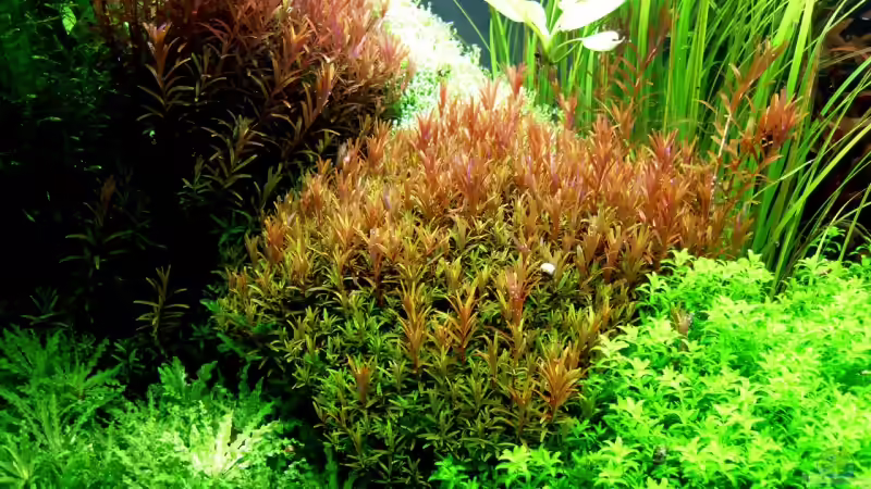 Aquarium Pflanzenbecken von Plankton (2)