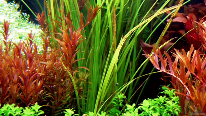 Aquarium Pflanzenbecken von Plankton (4)