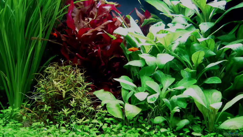 Aquarium Pflanzenbecken von Plankton (6)