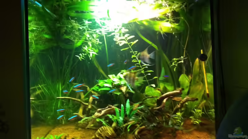 Aquarium Pflanzeninsel von max (2)