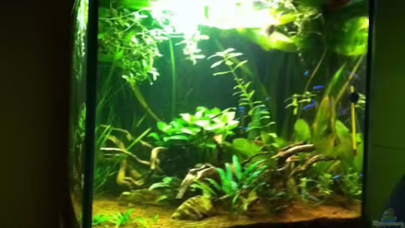 Aquarium Pflanzeninsel von max (3)