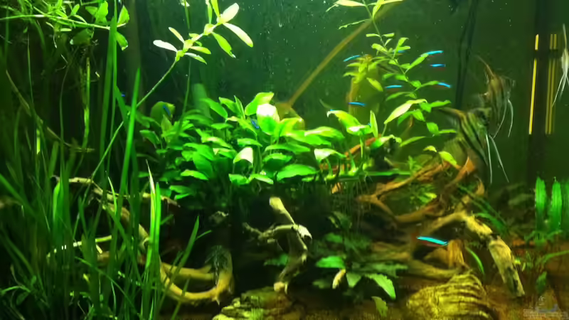 Aquarium Pflanzeninsel von max (4)