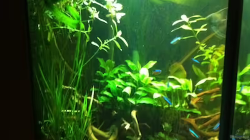 Aquarium Pflanzeninsel von max (5)