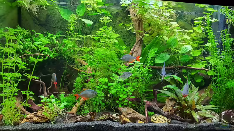Aquarium Pflanzenparadies von Malawi-Guard (2)