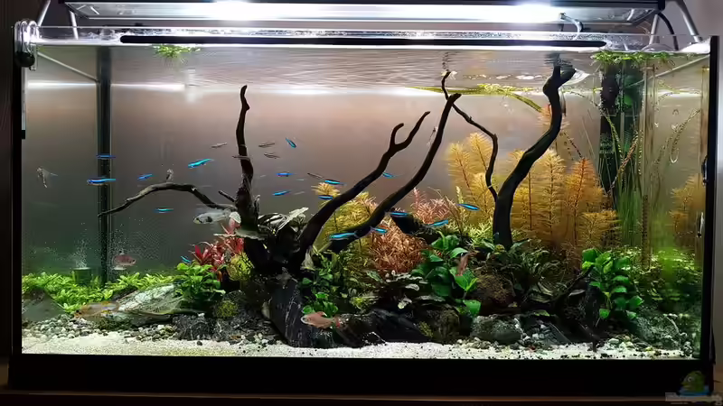 Aquarium Pflanzenwelt (Nur noch Beispiel) von YoshiMaus (5)