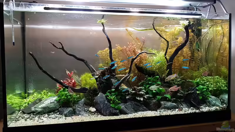 Aquarium Pflanzenwelt (Nur noch Beispiel) von YoshiMaus (7)