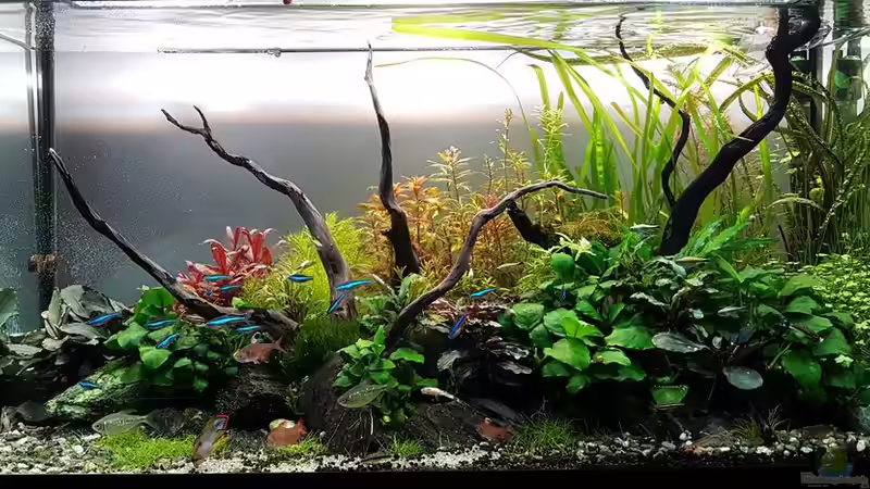Aquarium Pflanzenwelt (Nur noch Beispiel) von YoshiMaus (8)