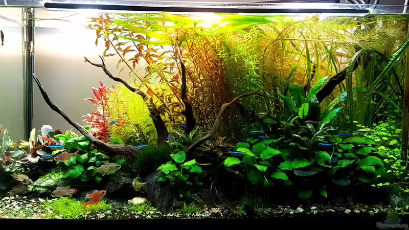Aquarium Pflanzenwelt (Nur noch Beispiel) von YoshiMaus (9)
