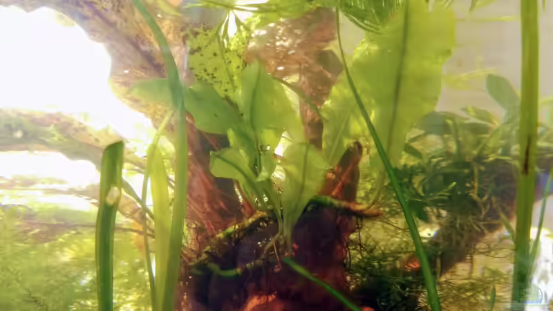 Aquarium Pfütze (AUFGELÖST) von Mike Steidl (2)