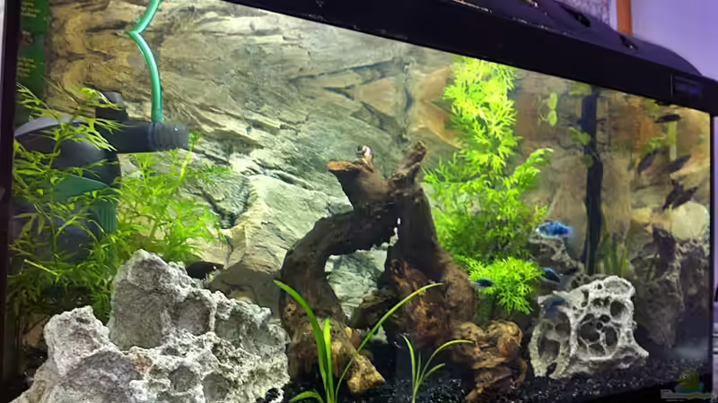 Aquarium Pfütze (existiert nicht mehr) von Sebastian Philipp (2)