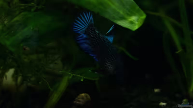 Aquarium Pfütze von Bartey (10)