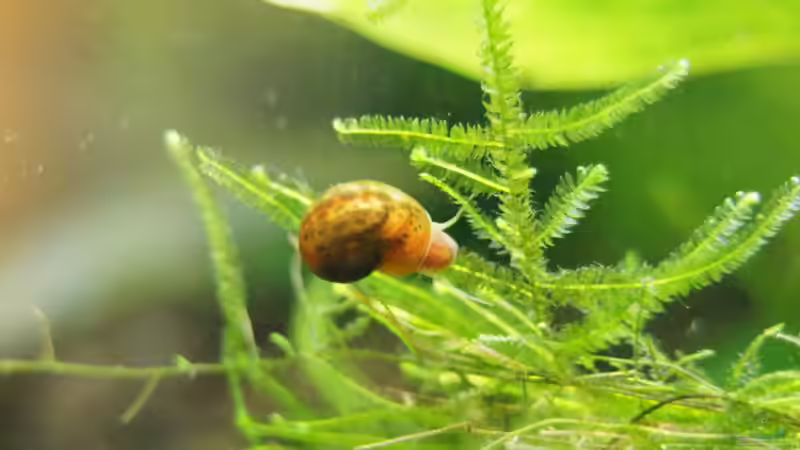 Aquarium Pfütze von Bartey (6)