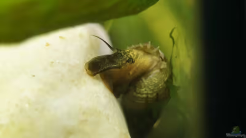 Aquarium Pfütze von Bartey (7)