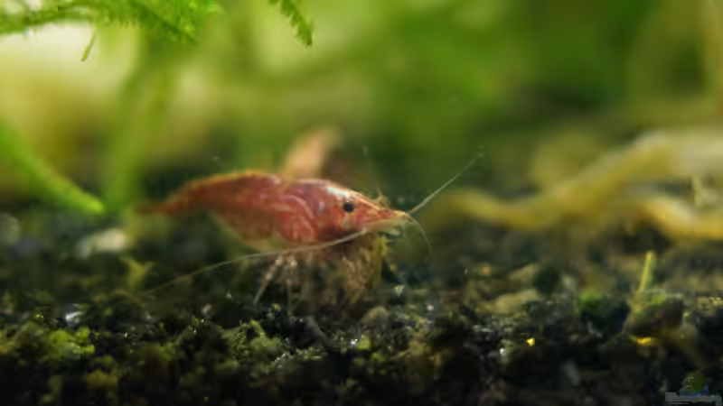 Aquarium Pfütze von Bartey (8)